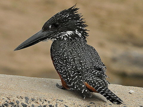 Giant_Kingfisher4  Giant Kingfisher,Megaceryle maxima,South Africa