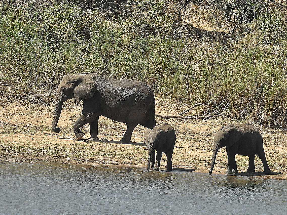 Elephants-more_cute_photos  African bush elephant,Loxodonta africana,South Africa