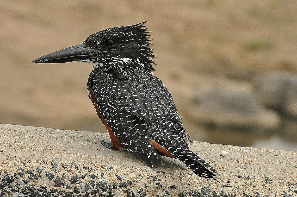 Giant_Kingfisher5  Giant Kingfisher,Megaceryle maxima,South Africa