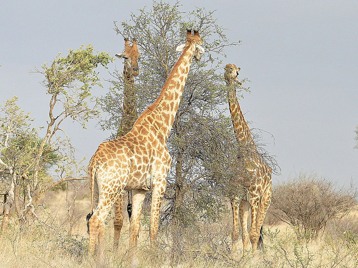 Giraffe-and_then_there_where_three!  Giraffa camelopardalis,Giraffe,South Africa