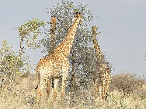 Giraffe-and_then_there_where_three!  Giraffa camelopardalis,Giraffe,South Africa