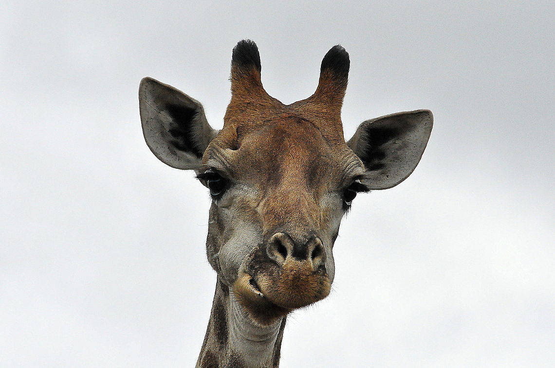 Giraffe-dont_I_look_cute  Giraffa camelopardalis,Giraffe,South Africa