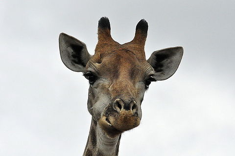 Giraffe-dont_I_look_cute  Giraffa camelopardalis,Giraffe,South Africa