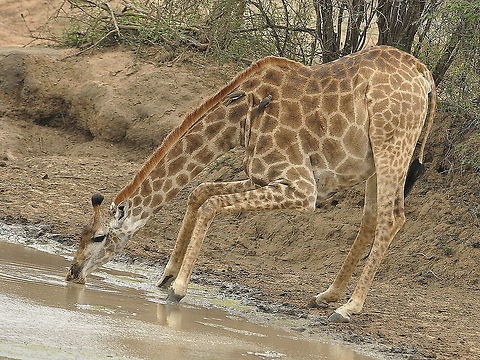 Giraffe-can_you_get_down_on_your_knees_please,_oh_you_are!!  Giraffa camelopardalis,Giraffe,South Africa