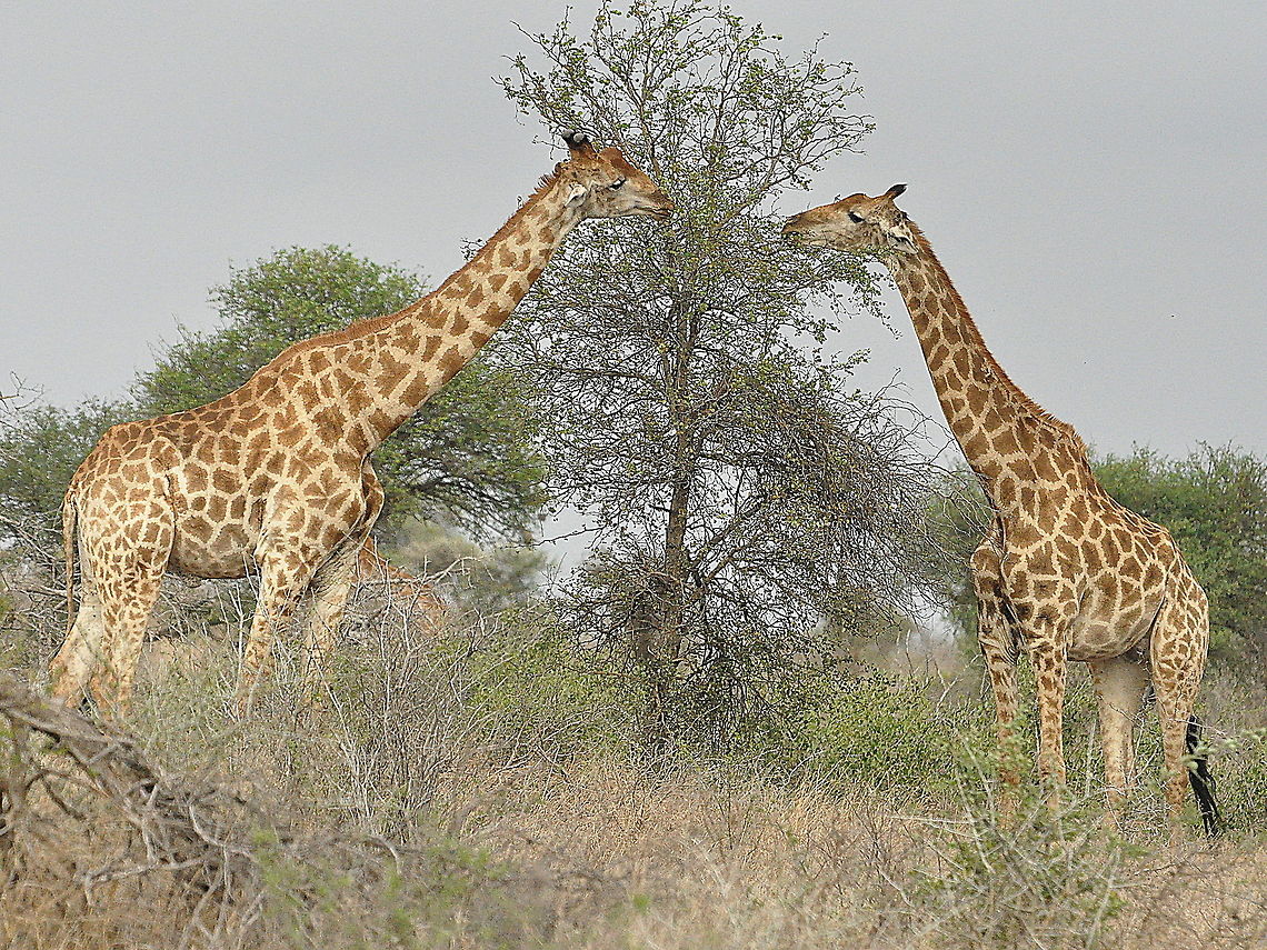 Giraffe-room_for_two!  Giraffa camelopardalis,Giraffe,South Africa