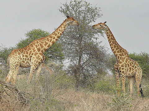 Giraffe-room_for_two!  Giraffa camelopardalis,Giraffe,South Africa