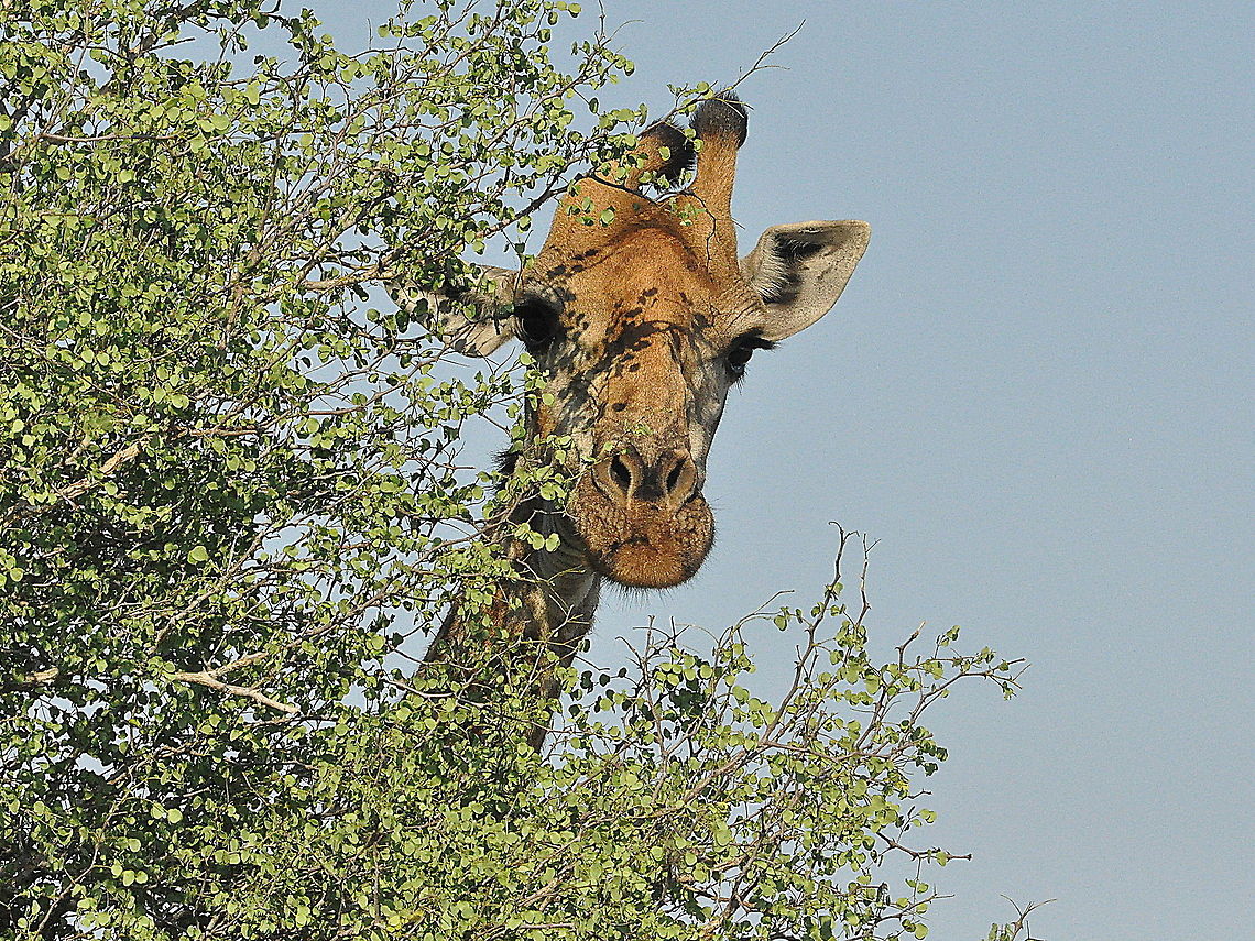 Giraffe-peek-a-boo!  Giraffa camelopardalis,Giraffe,South Africa