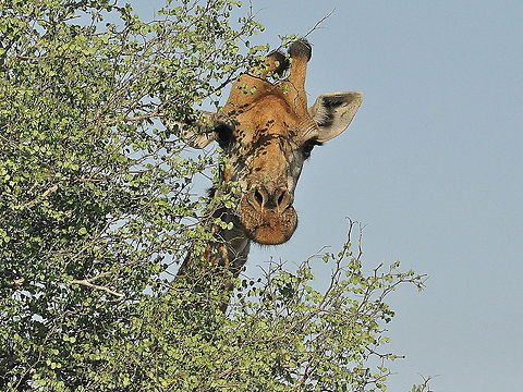 Giraffe-peek-a-boo!  Giraffa camelopardalis,Giraffe,South Africa