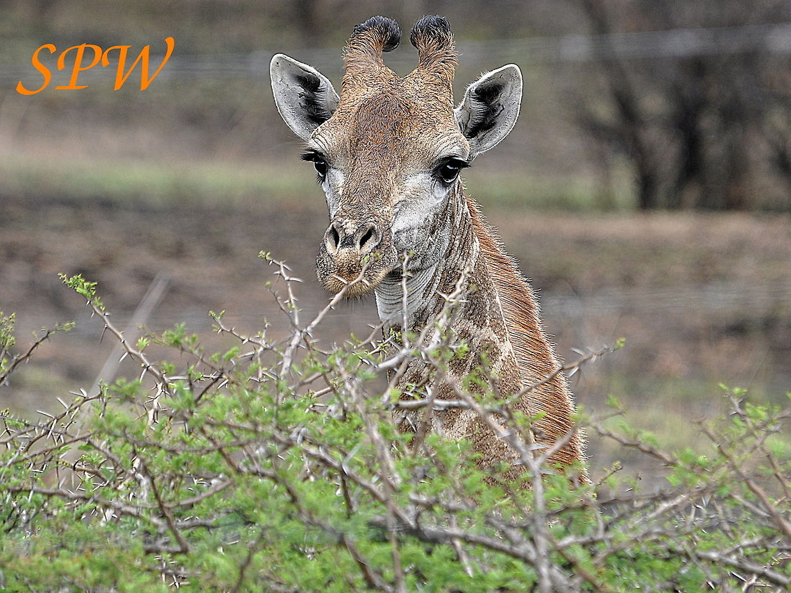 Giraffe4 Taken in South Africa Giraffa camelopardalis,Giraffe,South Africa
