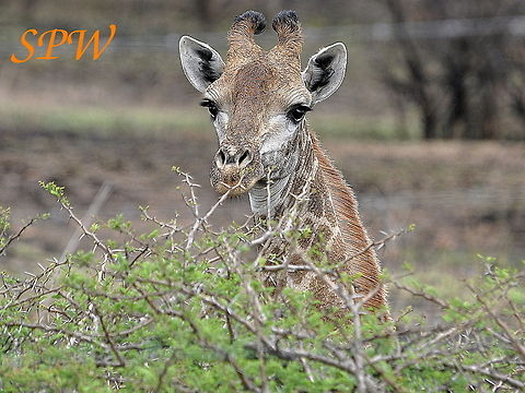 Giraffe4 Taken in South Africa Giraffa camelopardalis,Giraffe,South Africa