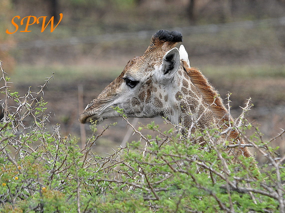Giraffe3 Taken in South Africa Giraffa camelopardalis,Giraffe,South Africa