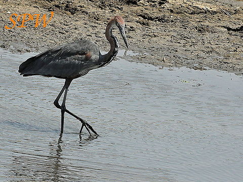 Goliath_Heron-davids_in_the_water_somewhere! Taken in Kruger National Park, South Africa Ardea goliath,Goliath Heron,South Africa