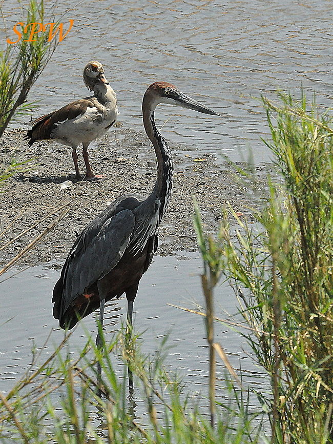 Goliath_Heron-with_my_mate_the_egyptian_goose! Taken in Kruger National Park, South Africa Ardea goliath,Goliath Heron,South Africa