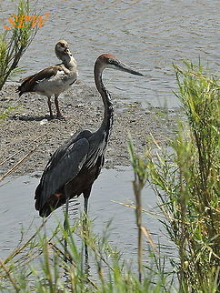 Goliath_Heron-with_my_mate_the_egyptian_goose! Taken in Kruger National Park, South Africa Ardea goliath,Goliath Heron,South Africa