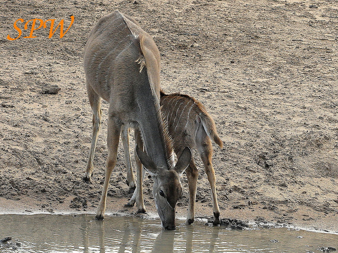 Greater Kudu-female with youngster Taken in Kruger National Park, South Africa Greater Kudu,South Africa,Tragelaphus strepsiceros