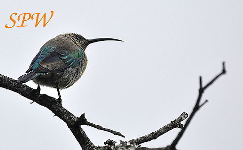 Grey Sunbird Taken in Dragensberg, South Africa Cyanomitra veroxii,Grey Sunbird,South Africa