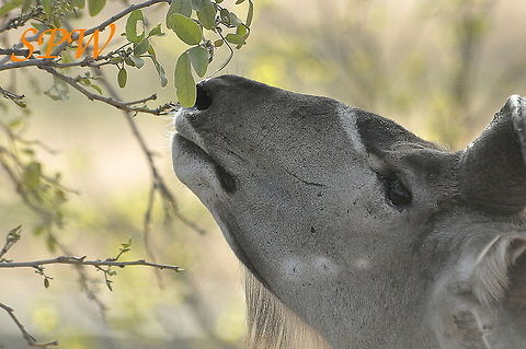 Greater_Kudu-male3 Taken in Kruger National Park, South Africa Greater Kudu,South Africa,Tragelaphus strepsiceros