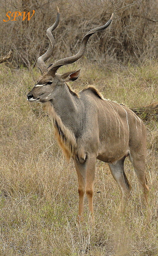 Greater Kudu - male Taken in Kruger National Park, South Africa Greater Kudu,South Africa,Tragelaphus strepsiceros