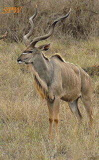 Greater Kudu - male Taken in Kruger National Park, South Africa Greater Kudu,South Africa,Tragelaphus strepsiceros