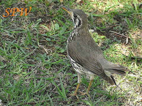 Groundscraper_Thrush3 Taken in Drakensberg, South Africa Groundscraper Thrush,Psophocichla litsitsirupa,South Africa