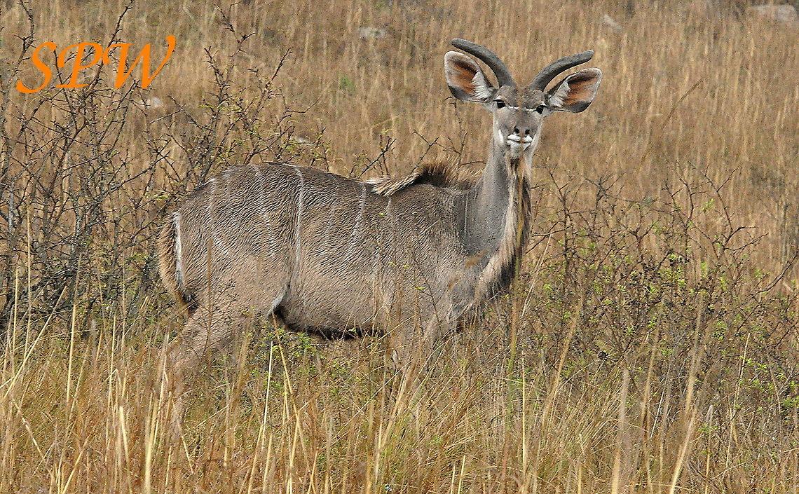 Greater Kudu - young male Taken in Kruger National Park, South Africa Greater Kudu,South Africa,Tragelaphus strepsiceros