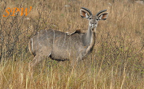 Greater Kudu - young male Taken in Kruger National Park, South Africa Greater Kudu,South Africa,Tragelaphus strepsiceros