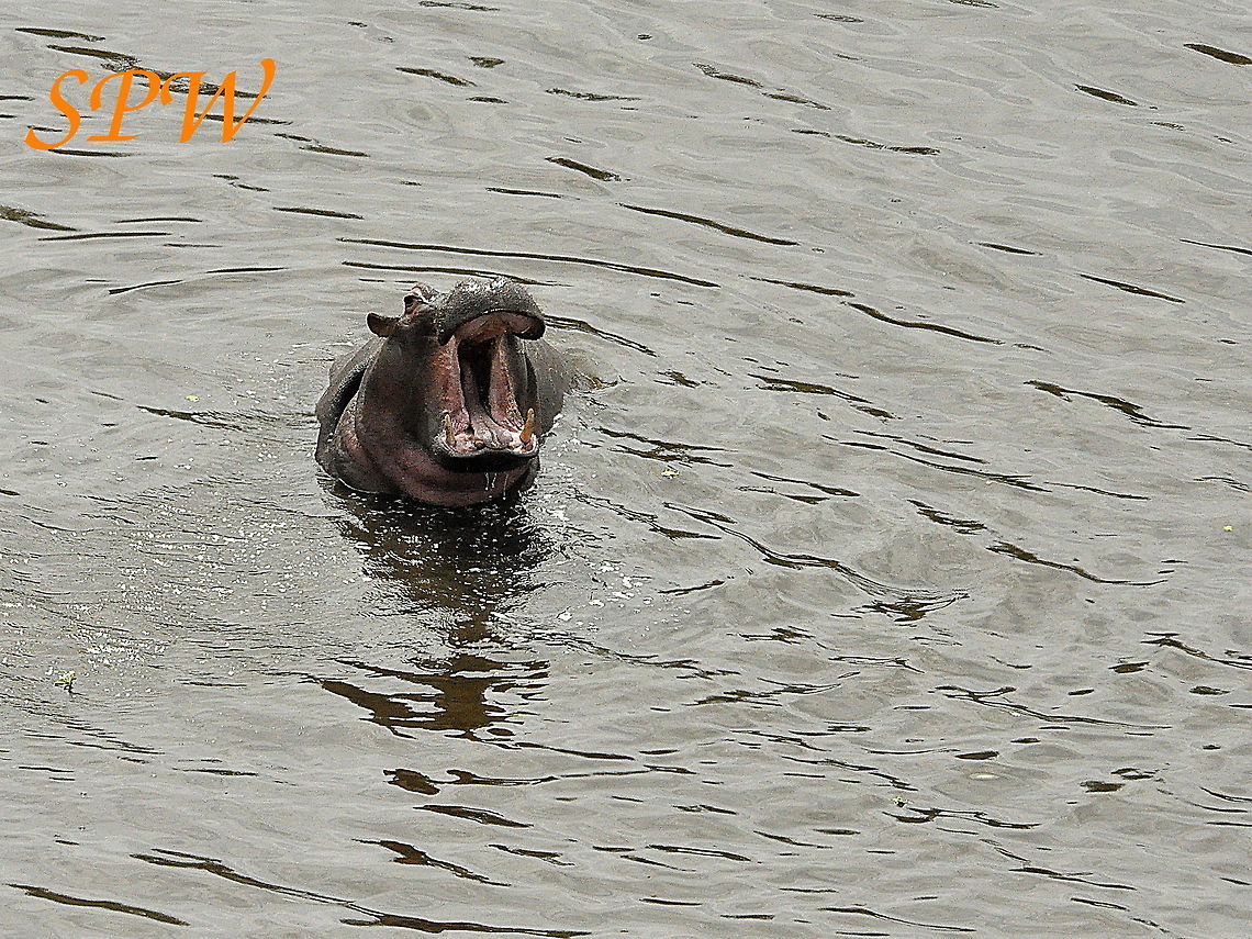 Hippopotamus - now thats a big mouth! Taken in Kruger National Park, South Africa. Hippopotamus,Hippopotamus amphibius,South Africa