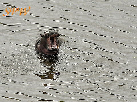Hippopotamus - now thats a big mouth! Taken in Kruger National Park, South Africa. Hippopotamus,Hippopotamus amphibius,South Africa
