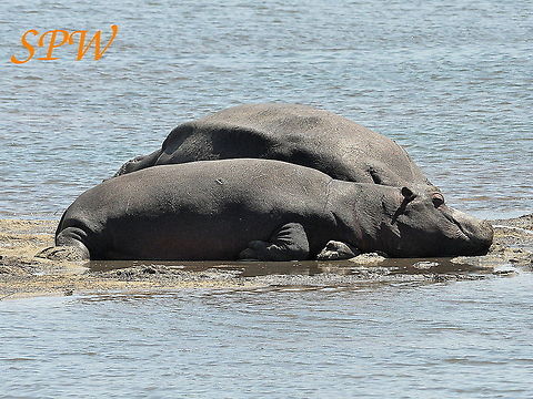 Hippopotamus-lazing_on_the_beach Taken in Kruger National Park, South Africa. Hippopotamus,Hippopotamus amphibius,South Africa
