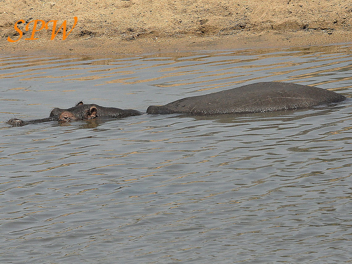 Hippopotamus-disturb_me_at_your_own_risk!! Taken in Kruger National Park, South Africa. Hippopotamus,Hippopotamus amphibius,South Africa