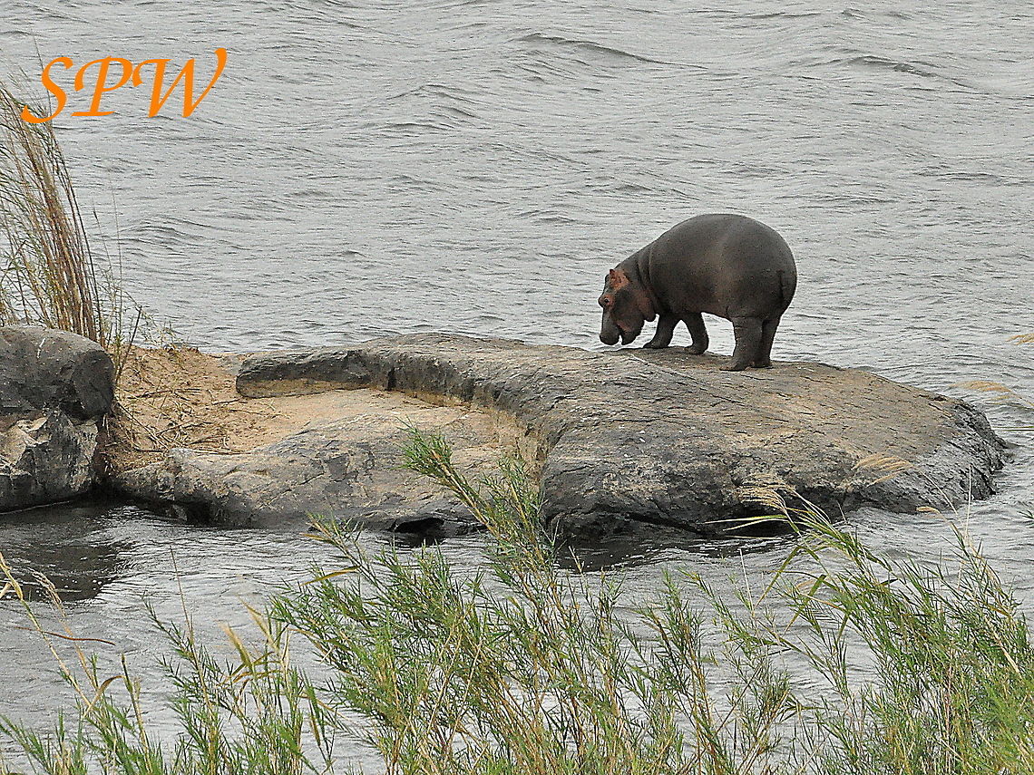 Hippopotamus-ahh,_another_cute_baby! Taken in Kruger National Park, South Africa. Hippopotamus,Hippopotamus amphibius,South Africa