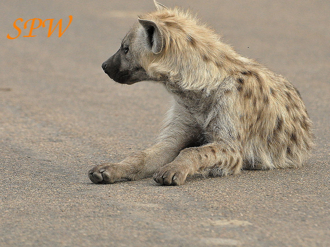 Hyena-Lekker_warm Taken in Kruger National Park, South Africa. Not a bad roadblock to come across. Crocuta crocuta,South Africa,Spotted Hyena