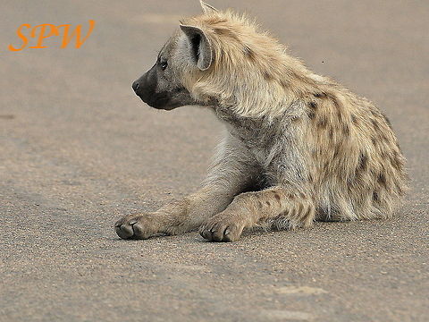 Hyena-Lekker_warm Taken in Kruger National Park, South Africa. Not a bad roadblock to come across. Crocuta crocuta,South Africa,Spotted Hyena