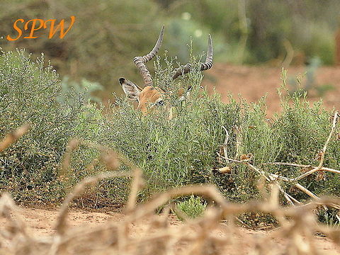 Impala-male,_Peek-a-boo Taken in Kruger National Park, South Africa. Aepyceros melampus,Impala,South Africa