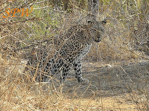 Leopard-okay_so_if_those_tourists_are_not_going_to_go,_I_will_have_to! Taken in Kruger National Park, South Africa. Leopard,Panthera pardus,South Africa