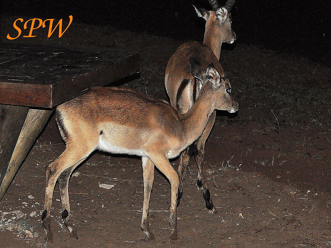 Impala - why did you disturb us, its_raining Taken in Kruger National Park, South Africa. Aepyceros melampus,Impala,South Africa