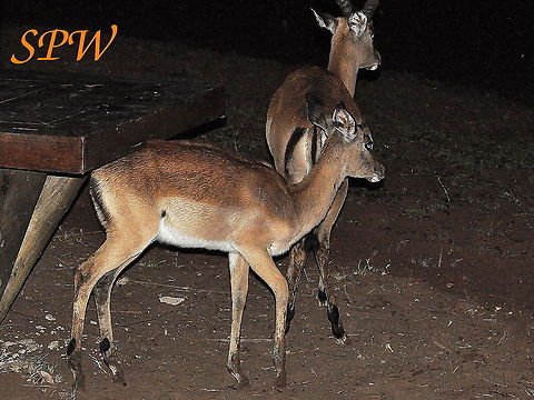Impala - why did you disturb us, its_raining Taken in Kruger National Park, South Africa. Aepyceros melampus,Impala,South Africa