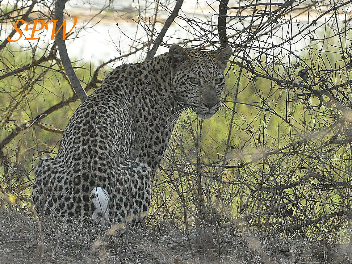 Leopard-will_those_tourists_please_disappear,_I_am_not_that_beautiful!! Taken in Kruger national park, South Africa Leopard,Panthera pardus,South Africa