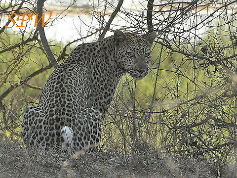 Leopard-will_those_tourists_please_disappear,_I_am_not_that_beautiful!! Taken in Kruger national park, South Africa Leopard,Panthera pardus,South Africa