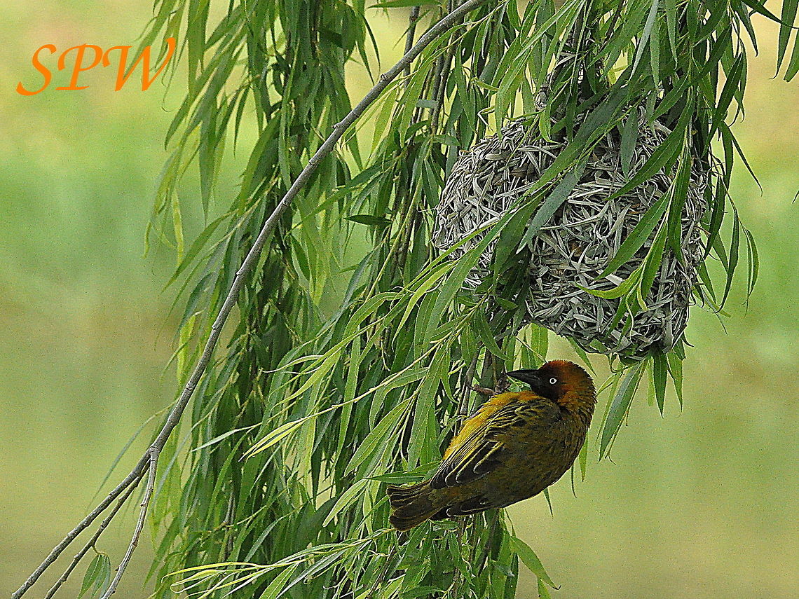Lesser_Masked-Weaver3  Lesser Masked Weaver,Ploceus intermedius,South Africa