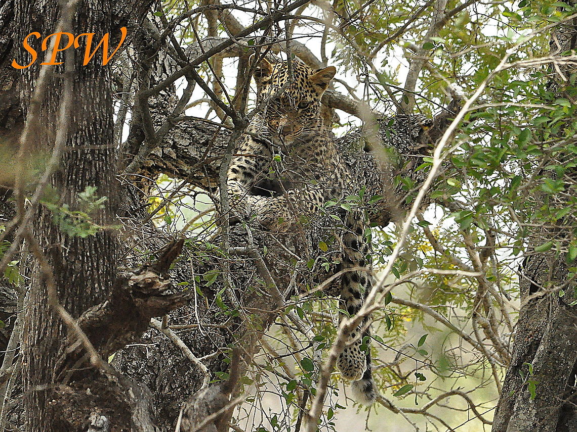 Leopard-this_tree_is_comfortable_so_tourists,_please_go!! Taken in Kruger national park, South Africa Leopard,Panthera pardus,South Africa
