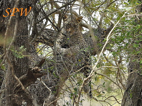 Leopard-this_tree_is_comfortable_so_tourists,_please_go!! Taken in Kruger national park, South Africa Leopard,Panthera pardus,South Africa