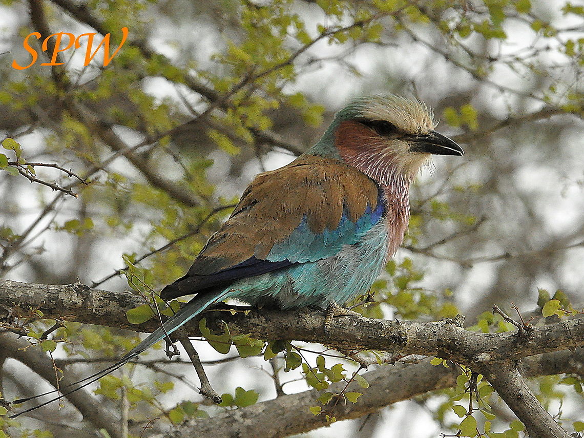 Lilac-breasted_Roller3 Taken in South Africa, very common in the north east. Coracias caudatus,South Africa