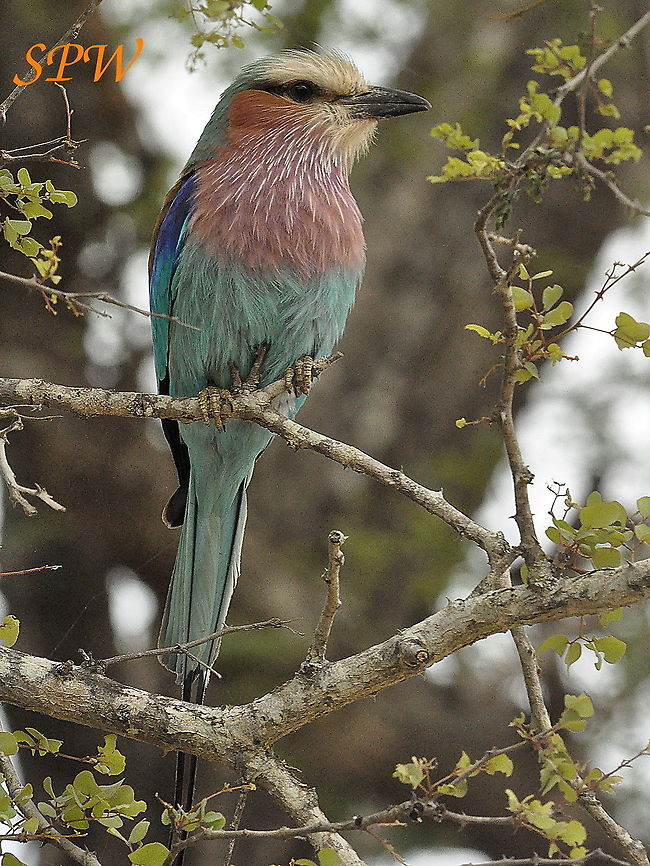 Lilac-breasted_Roller4 Taken in the north east of south africa Coracias caudatus,Lilac-breasted Roller,South Africa