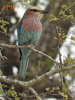 Lilac-breasted_Roller4 Taken in the north east of south africa Coracias caudatus,Lilac-breasted Roller,South Africa
