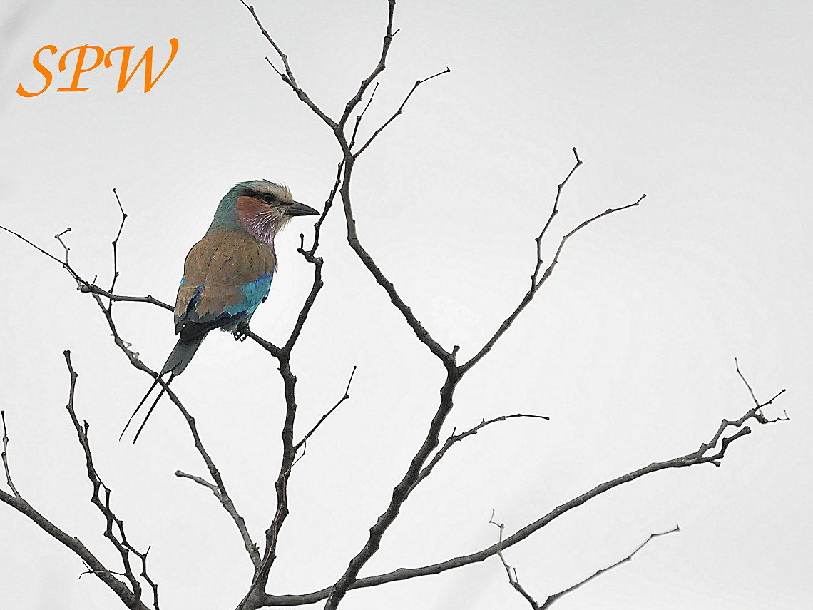 Lilac-breasted_Roller6 Taken in the north east of South Africa. Coracias caudatus,Lilac-breasted Roller,South Africa