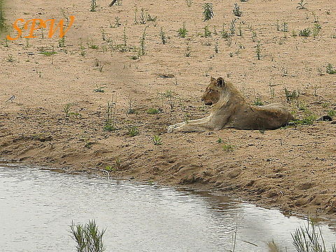 Lion-nice_view! Taken in Kruger national park, South Africa. Lion,Panthera leo,South Africa