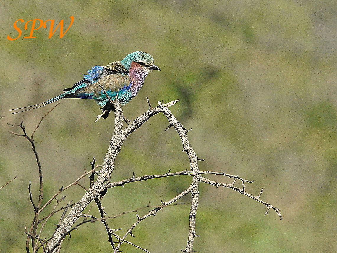 Lilac-breasted_Roller5 Taken in the north east of South Africa. Coracias caudatus,Lilac-breasted Roller,South Africa