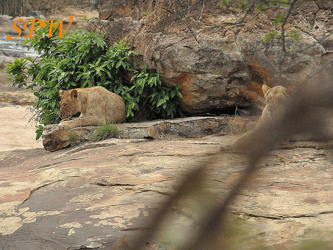 Lion-now_its_mums_relax_time! Taken in Kruger national park, South Africa. Lion,Panthera leo,South Africa