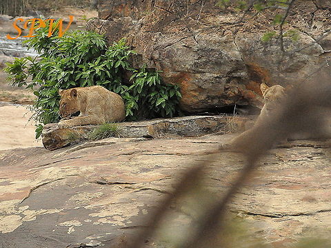 Lion-now_its_mums_relax_time! Taken in Kruger national park, South Africa. Lion,Panthera leo,South Africa